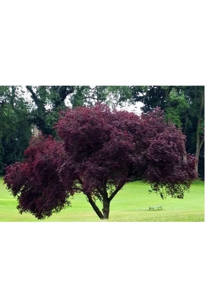 Слива растопыренная Писсарди (куст) 